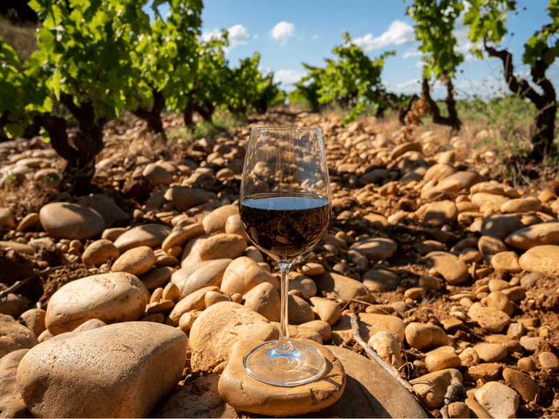 Pinot Noir from Burgundy