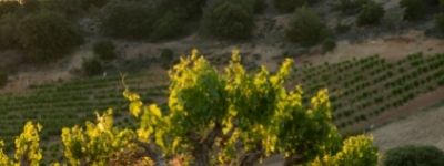 Bodegas Valoria Winery